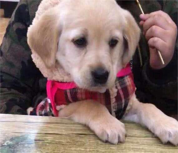 狗瘟热有哪些症状?在家应该怎么治疗?