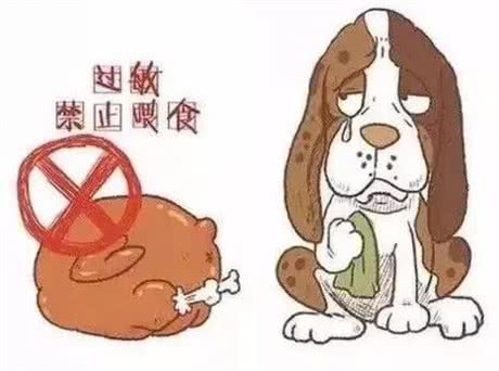 了解引起狗狗过敏源及应对方法