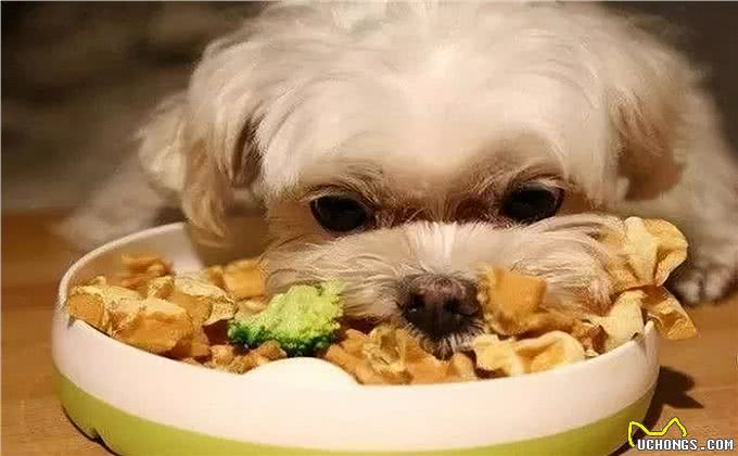纠正狗狗挑食的毛病，要下狠心试试这些方法