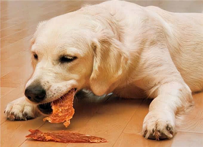 纠正狗狗挑食的毛病，要下狠心试试这些方法