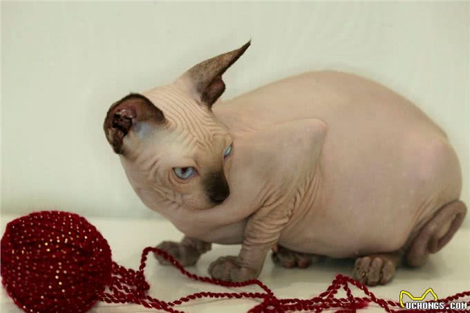 智商超高的无毛猫，为何少人养?这几点真让人难以接受