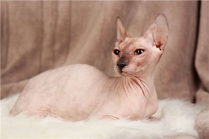 智商超高的无毛猫，为何少人养?这几点真让人难以接受