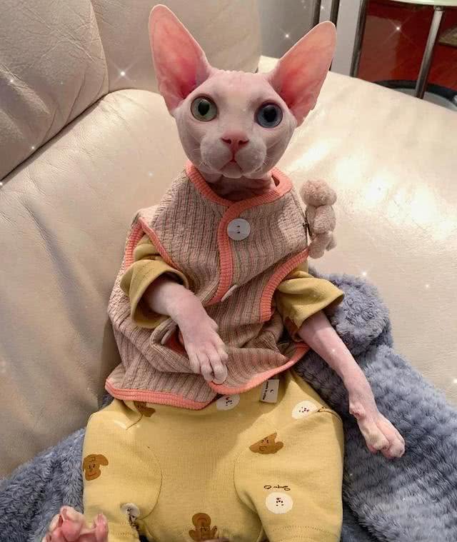 智商超高的无毛猫，为何少人养?这几点真让人难以接受