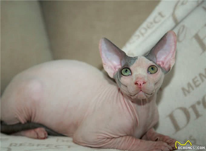 智商超高的无毛猫，为何少人养?这几点真让人难以接受