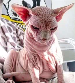 智商超高的无毛猫，为何少人养?这几点真让人难以接受