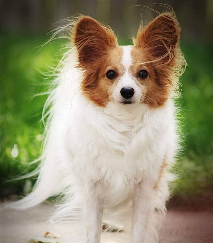 为什么现在很少有人养蝴蝶犬?原因有这几个