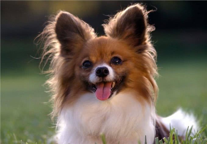 为什么现在很少有人养蝴蝶犬?原因有这几个