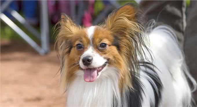为什么现在很少有人养蝴蝶犬?原因有这几个