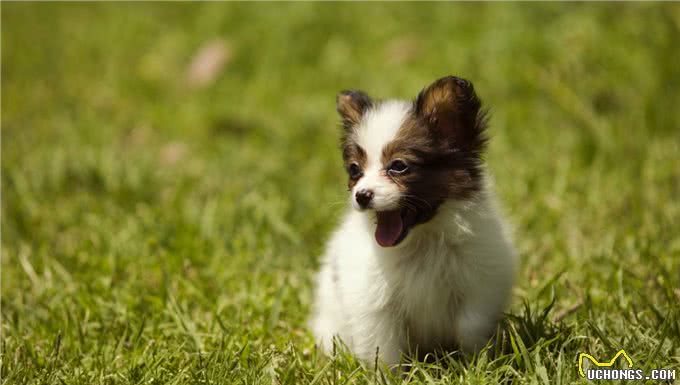 为什么现在很少有人养蝴蝶犬?原因有这几个
