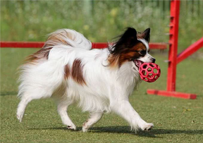 为什么现在很少有人养蝴蝶犬?原因有这几个