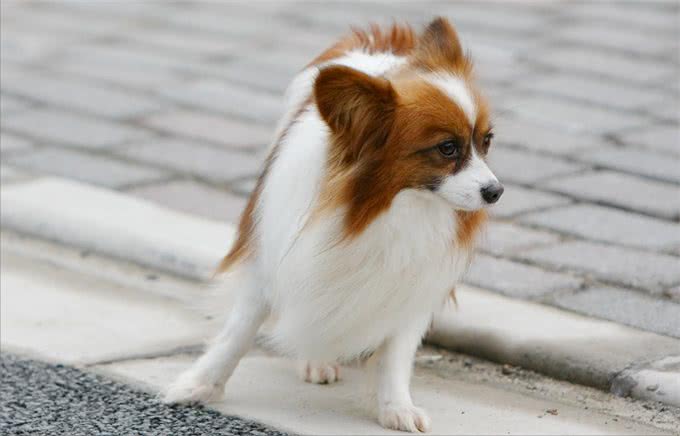 为什么现在很少有人养蝴蝶犬?原因有这几个