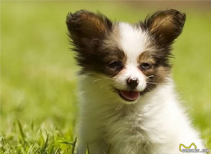 为什么现在很少有人养蝴蝶犬?原因有这几个