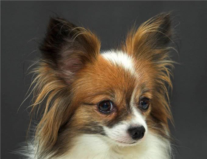 为什么现在很少有人养蝴蝶犬?原因有这几个