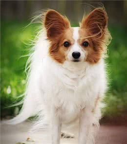 为什么现在很少有人养蝴蝶犬?原因有这几个