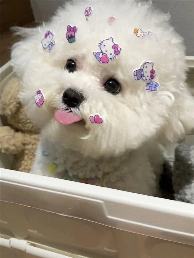 比熊犬的魅力何在，为什么深受众多人喜爱?