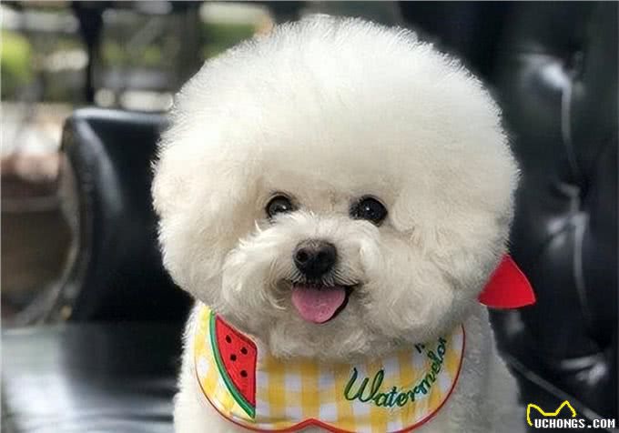 比熊犬的魅力何在，为什么深受众多人喜爱?