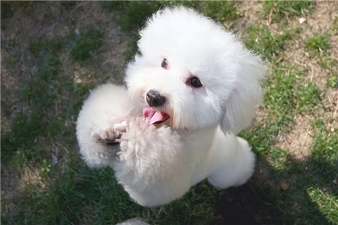 比熊犬的魅力何在，为什么深受众多人喜爱?