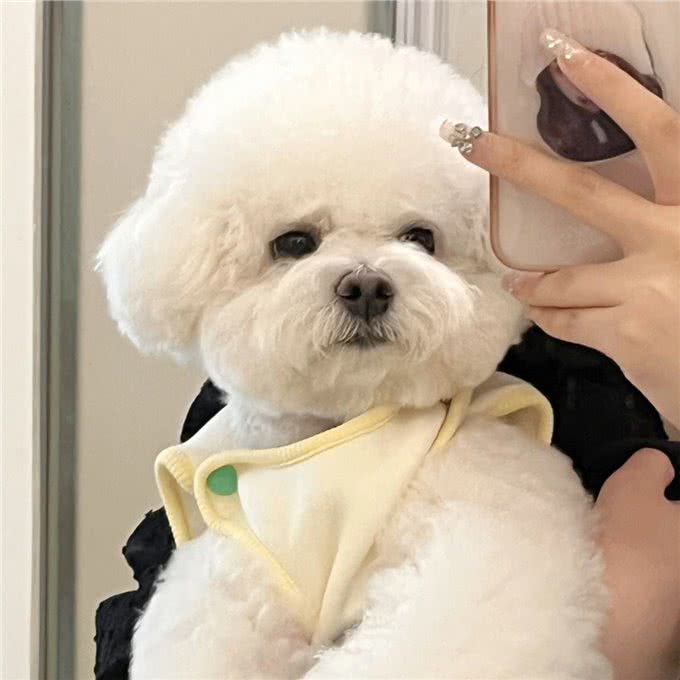 比熊犬的魅力何在，为什么深受众多人喜爱?