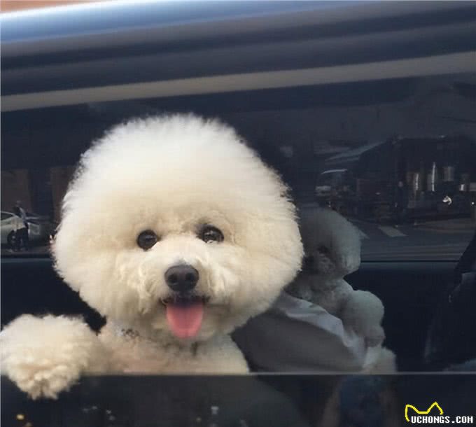 比熊犬的魅力何在，为什么深受众多人喜爱?