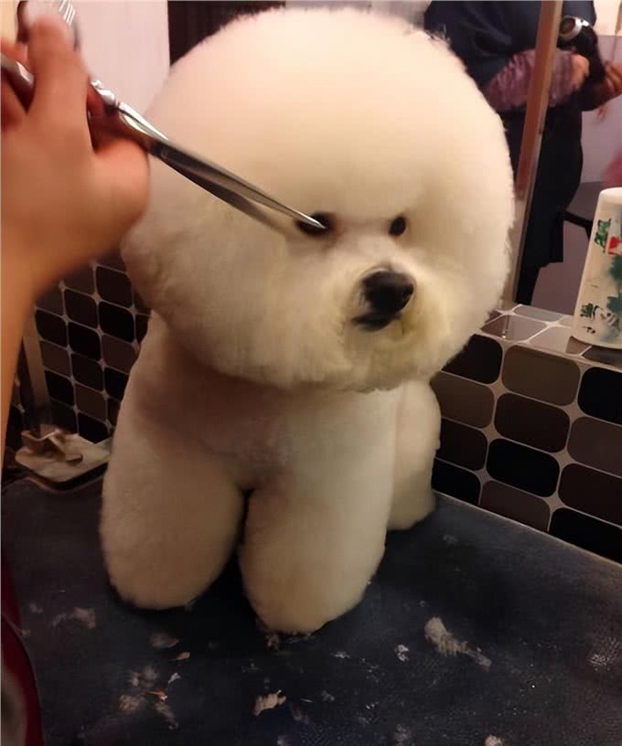 比熊犬的魅力何在，为什么深受众多人喜爱?