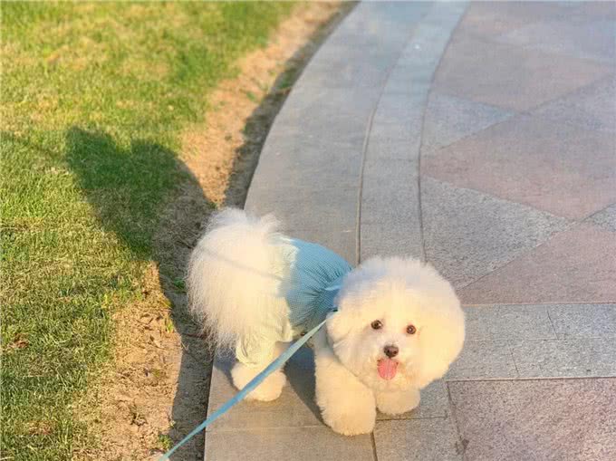 比熊犬的魅力何在，为什么深受众多人喜爱?