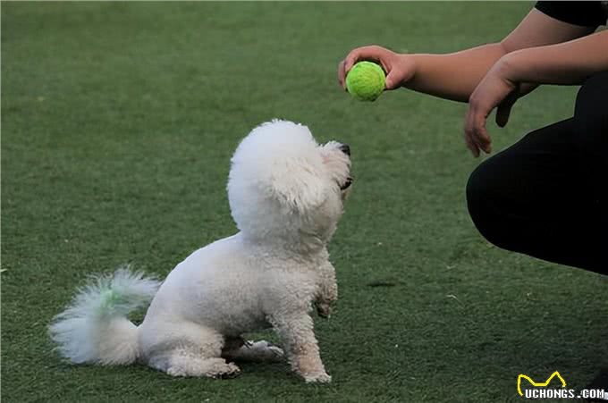比熊犬的魅力何在，为什么深受众多人喜爱?