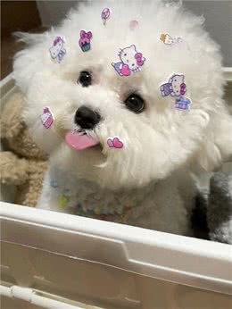 比熊犬的魅力何在，为什么深受众多人喜爱?