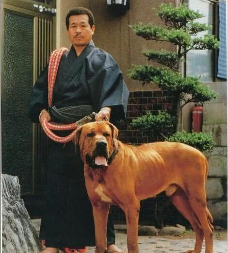 斗犬往事之猛犬风云二十年，真正的猛犬拥有不屈的意志
