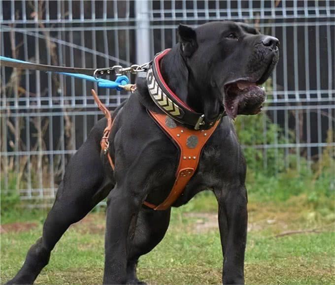 斗犬往事之猛犬风云二十年，真正的猛犬拥有不屈的意志