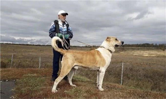 斗犬往事之猛犬风云二十年，真正的猛犬拥有不屈的意志