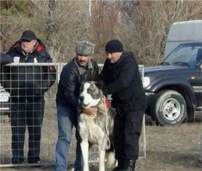 斗犬往事之猛犬风云二十年，真正的猛犬拥有不屈的意志