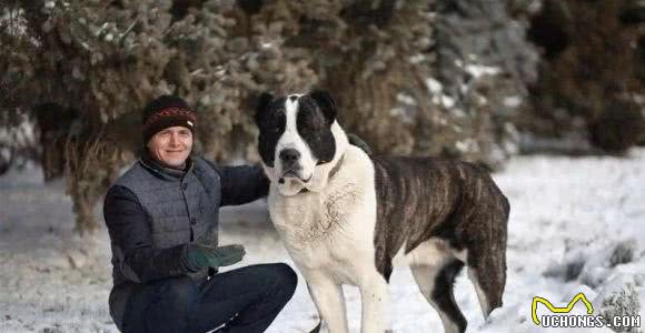 斗犬往事之猛犬风云二十年，真正的猛犬拥有不屈的意志