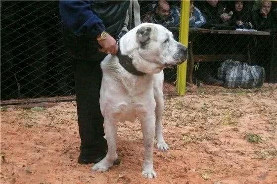 斗犬往事之猛犬风云二十年，真正的猛犬拥有不屈的意志