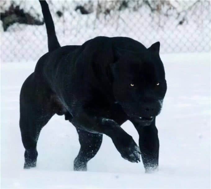 斗犬往事之猛犬风云二十年，真正的猛犬拥有不屈的意志