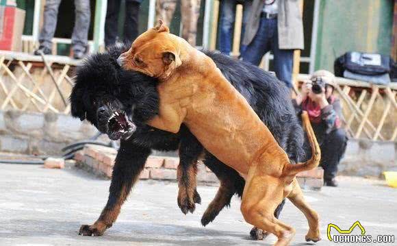 斗犬往事之猛犬风云二十年，真正的猛犬拥有不屈的意志