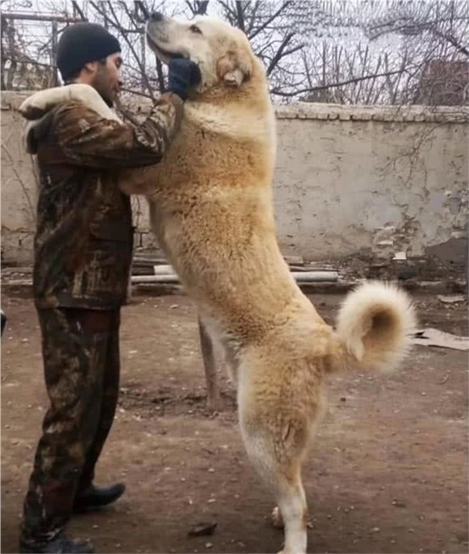 斗犬往事之猛犬风云二十年，真正的猛犬拥有不屈的意志