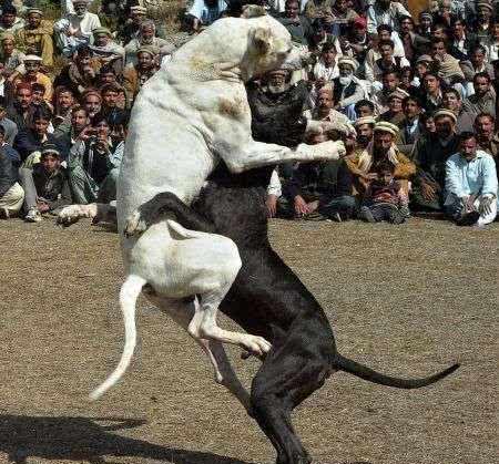 斗犬往事之猛犬风云二十年，真正的猛犬拥有不屈的意志