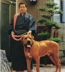 斗犬往事之猛犬风云二十年，真正的猛犬拥有不屈的意志