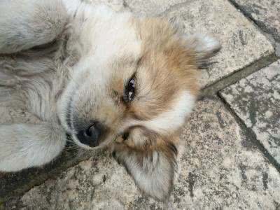 狗狗流眼泪了，但你知道狗狗的心里么?