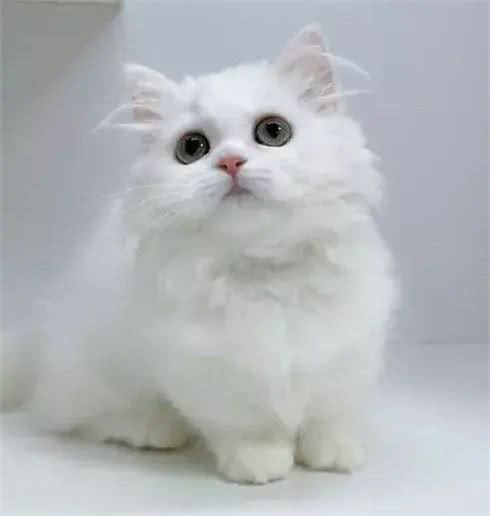 揭秘世界最小猫咪大观!