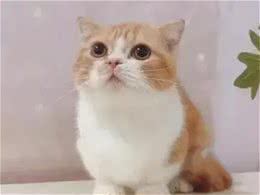 揭秘世界最小猫咪大观!