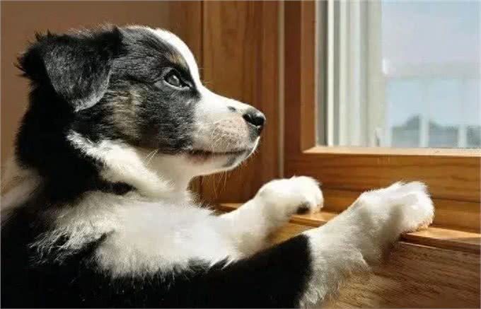 狗狗满屋子疯跑，是在追逐玩耍，还是在运动?