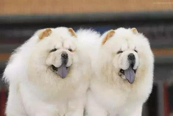 世界上唯一有紫色舌头的狗狗—松狮犬的前世今生