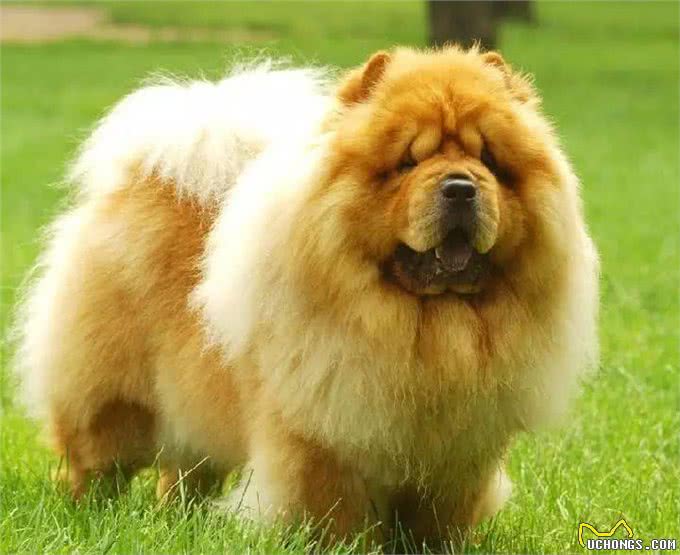 世界上唯一有紫色舌头的狗狗—松狮犬的前世今生