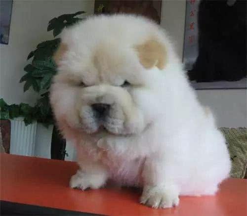 世界上唯一有紫色舌头的狗狗—松狮犬的前世今生