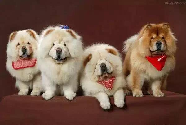 世界上唯一有紫色舌头的狗狗—松狮犬的前世今生