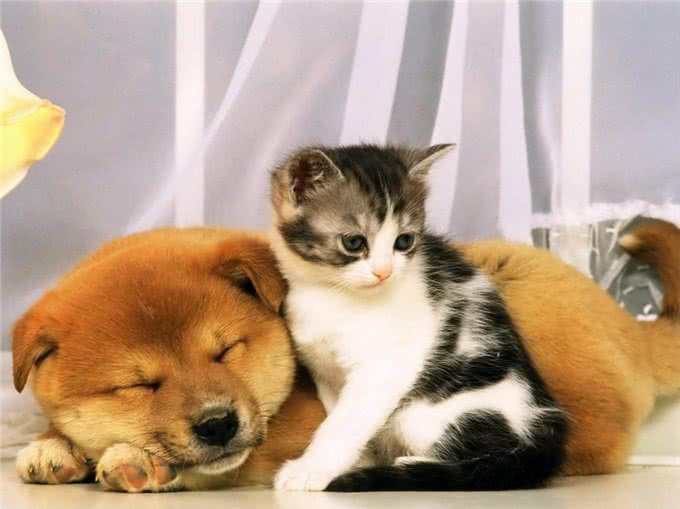 宠物:猫狗怎么和谐相处?教你4招，让狗狗和猫咪变成好朋友