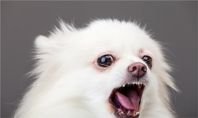 最爱记仇的七种狗，你敢惹它吗?