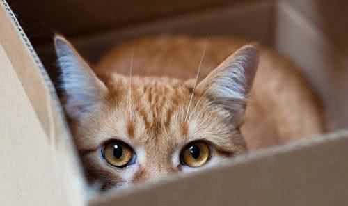 猫咪连续打喷嚏，可能是疾病导致，需要着重注意这3个方面