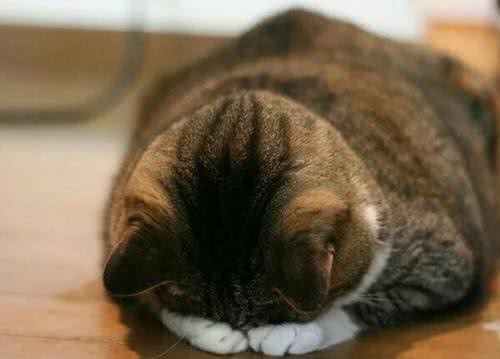 猫咪连续打喷嚏，可能是疾病导致，需要着重注意这3个方面